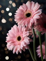 Pink gerbera daisies against dark background with soft bokeh lights creating romantic atmosphere. Macro floral photography suitable for greeting cards and wall art.