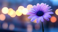 Purple daisy flower with water droplets against colorful bokeh lights background. Fresh spring bloom with dewdrops in soft focus evening illumination.