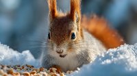 Red squirrel sitting in snow with fluffy tail and alert expression during winter season for wildlife and nature photography projects.