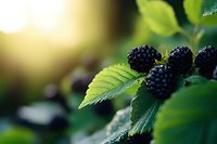 Fresh ripe blackberries on branch with green leaves in natural sunlight for healthy eating and organic farming concepts.