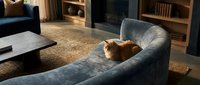 Fluffy ginger cat resting on a curved blue velvet sofa in a cozy, warmly lit modern living room with fireplace and bookshelves.