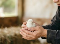 Young white chick held in adult male hands in barn setting. Farm animal care, poultry farming, agriculture, and animal husbandry concept for educational and commercial use.