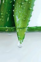 Fresh aloe vera leaf with water drops and natural gel dripping, captured in macro on white background. Suitable for cosmetic and skincare advertising.