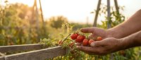 Farmer hands holding fresh ripe cherry tomatoes at sunset in organic garden. Harvest time concept for healthy eating and sustainable agriculture.