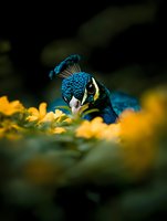 Vibrant blue peacock head emerging from yellow flowers creates dramatic nature contrast with dark background, showcasing bird's distinctive crown feathers and beak detail.