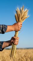 Farmer holding bundle of golden wheat stalks in field with clear blue sky, representing harvest, agriculture, and grain production.