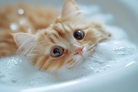 Adorable ginger Persian cat with big blue eyes peeks out from soft white blanket, creating tender and heartwarming moment for pet photography and greeting cards.