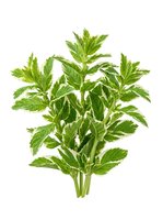 Fresh mint herb bunch isolated on white background, suitable for culinary, wellness, and design projects.