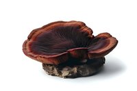 Large brown mushroom with fan-shaped cap and gills growing on wooden bark, isolated on white background for nature and botanical design projects.