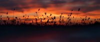 Silhouettes of wild grass and plants against dramatic orange sunset sky with dark clouds creating moody atmospheric landscape scene for nature backgrounds.