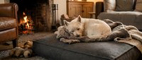 Cream-colored dog resting on dark ottoman with knitted blanket in cozy living room interior with fireplace and leather furniture.