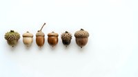 Assorted acorns and oak nuts arranged in a row on white background, showcasing natural autumn seeds for design, crafts, and educational materials.