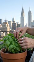 Couple's hands with wedding rings tending fresh basil in terracotta pot on rooftop garden with urban skyline and iconic skyscrapers in soft focus background.