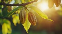 Fresh cocoa pods hanging on tree branch with green leaves in warm sunlight. Natural organic chocolate agriculture background with sun flare and bokeh effect.