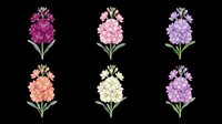 Six colorful stock flower bunches isolated on transparent background, ready for stickers, t-shirt design, print on demand, sublimation, and clipart use.