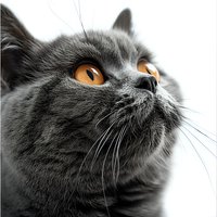 Close-up portrait of gray British shorthair cat with bright amber eyes looking up against white background, showing detailed fur texture and whiskers.