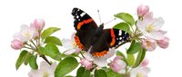 Red admiral butterfly perched on delicate pink and white blossoms with green foliage, isolated on white background for design projects.