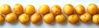 Fresh raw yellow potatoes arranged in row on white background, organic farm vegetables showing natural texture and pattern. Food photography concept.