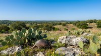Texas Hill Country landscape with armadillo foraging among prickly pear cacti and limestone rocks under clear blue sky for nature and wildlife photography.