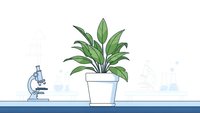 Green houseplant in white pot on laboratory table with microscope for scientific research and botanical studies in modern lab setting.