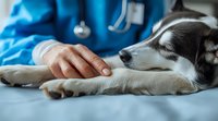 Veterinarian gently comforting sick border collie dog during medical examination, close up view of caring hand on paw showing empathy and support.