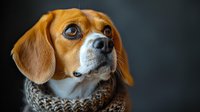 Adorable beagle dog wearing knitted winter scarf looking up with expressive eyes against dark background, capturing innocent and hopeful expression.