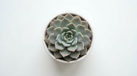 Green succulent plant in white pot viewed from above on clean white background isolated for design projects and home decor concepts.