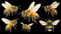 Honey bees in various poses isolated on transparent background, ready for clipart, t-shirt design, stickers, print-on-demand products and sublimation projects.