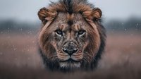 Majestic male lion portrait with intense gaze and flowing mane in natural habitat during golden hour with atmospheric lighting and soft bokeh background.
