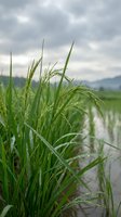 Green rice plants growing in flooded paddy field with water droplets on leaves under cloudy sky for agricultural and farming concepts.