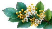 Decorative spring branch with white cherry blossoms and yellow berries against green leaves, artistic floral composition for seasonal designs and patterns.