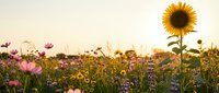 Sunflower stands tall among colorful wildflowers in golden sunset light creating peaceful natural meadow scene for wellness and agriculture concepts.