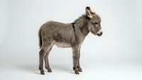 Young gray donkey foal standing in profile on white background, isolated farm animal perfect for educational materials and design projects.