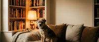 Cozy living room with a small terrier dog sitting on a sofa, warm lamp glowing beside a bookshelf filled with books.
