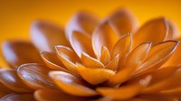 Macro shot of succulent petals in warm golden light creating abstract natural pattern with soft focus and dramatic shadows. Artistic nature photography.