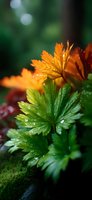 Vibrant autumn leaves of parsley plant with water drops in morning light against dark green background, macro photography showing seasonal color transition.