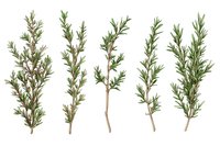 Fresh green rosemary sprigs and branches isolated on white background, aromatic culinary herb collection for cooking and seasoning designs.