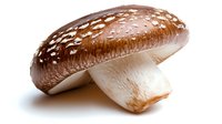 Fresh brown portobello mushroom with white spots on cap isolated on white background, macro food photography showing texture and natural pattern.