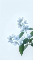 Delicate pale blue jasmine flowers with green leaves isolated on white background, ready for design projects, botanical illustrations, and decorative applications.