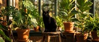 Black cat sitting among potted plants in sunny greenhouse or conservatory with natural light filtering through glass windows, suitable for pet, gardening, and lifestyle content.