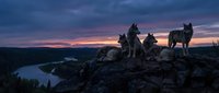 Wild wolf pack standing on rocky outcrop during dramatic sunset with purple and pink sky colors over wilderness landscape for nature wildlife photography.