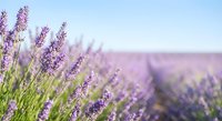 Lavender flowers blooming in field with soft focus background. Purple aromatic herbs in natural sunlight for relaxation and wellness concepts.
