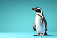 Magellanic penguin standing in profile view against turquoise background, showing distinctive black and white markings and beak pattern. Studio lighting creates soft shadows.