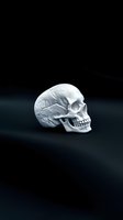 White plaster skull model on dark background with dramatic lighting, anatomically detailed cranium and jaw structure showing medical education features.