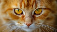 Close up portrait of ginger cat with intense amber eyes and soft fur, focused on hypnotic feline gaze against blurred background, showing detailed whiskers and nose.