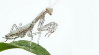 Praying mantis insect on green leaf against white background, predatory arthropod in natural hunting pose for educational and nature content.