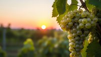 Ripe white grapes hanging on vine at sunset in vineyard with warm golden light and blurred vineyard rows in background for wine industry and harvest concepts.
