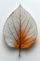 Delicate skeleton leaf with intricate vein patterns glowing orange and brown on white background, showing detailed natural texture and transparency.