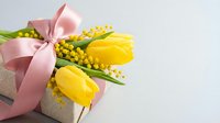 Spring gift box with yellow tulips and mimosa flowers tied with pink ribbon on white background for Mother's Day celebration and holiday greeting cards.