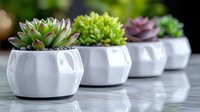 Small succulent plants in modern white ceramic pots arranged in row on light surface against dark background, selective focus on first pot with echeveria.